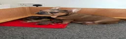 French Bulldog dogs for sale: 💥Stunning French Bulldog Puppies💥 - Advert 10