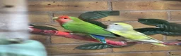 Lovebirds birds for sale: Lovebirds for loving home in Birmingham - Advert 6