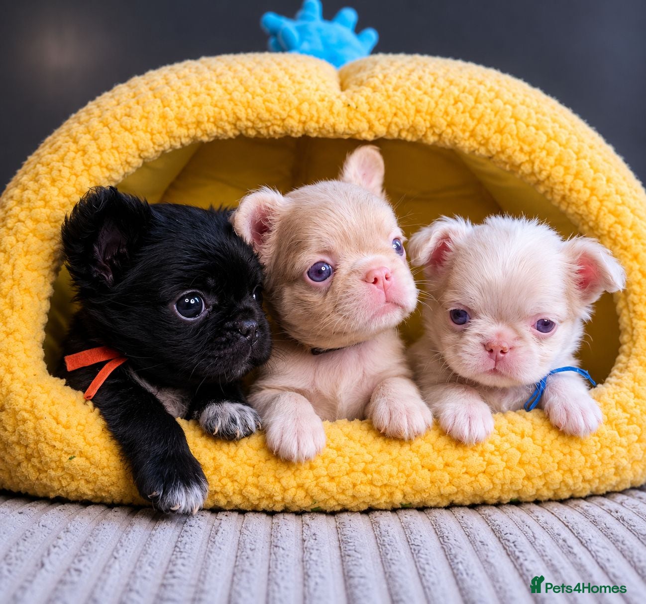French Bulldog dogs Beautiful Rare Fluffy French Bulldogs  - Advert 7