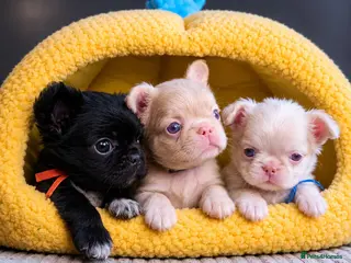 French Bulldog dogs Beautiful Rare Fluffy French Bulldogs - Advert 2