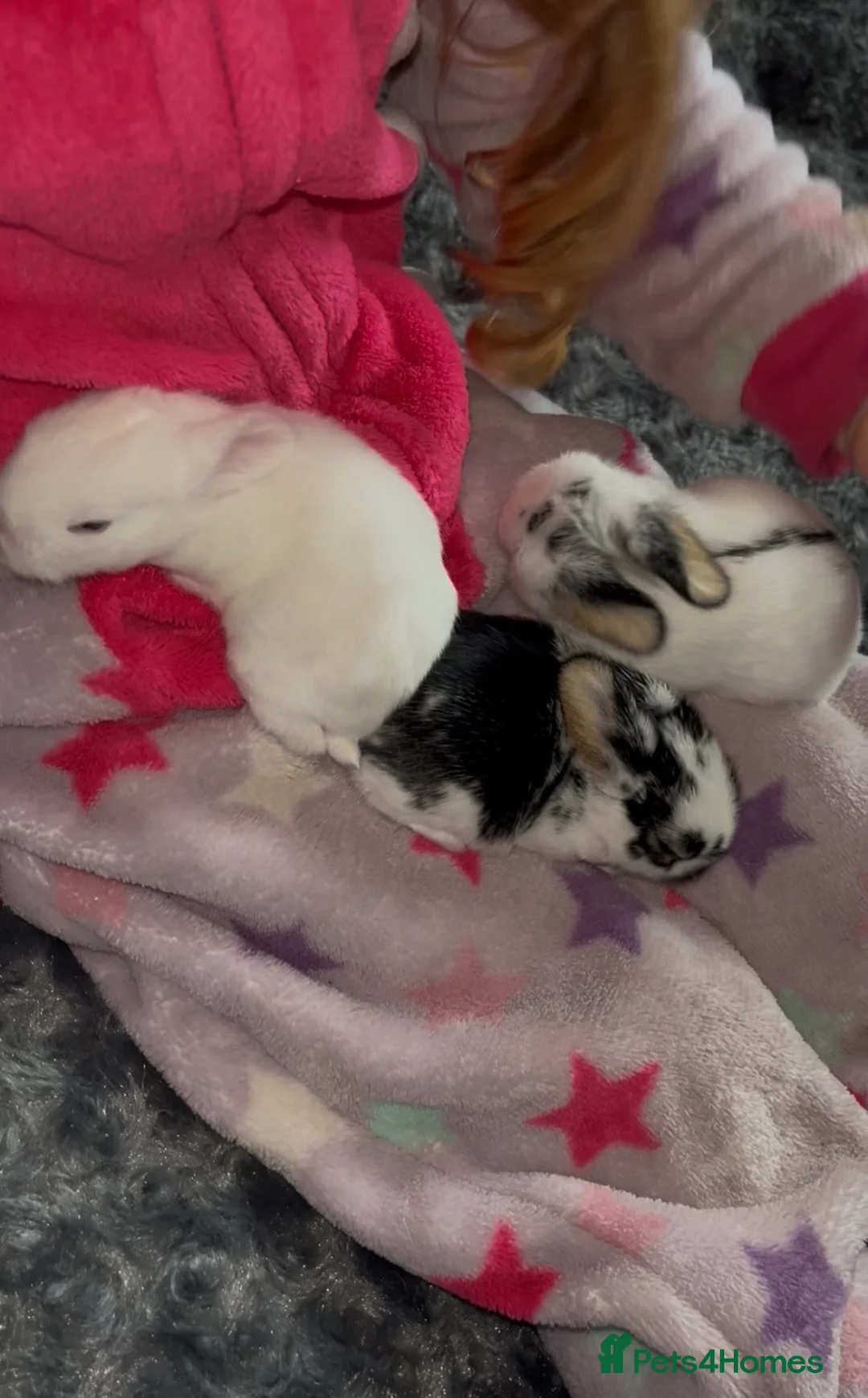 Mini Lop rabbits for sale: 3 mini lop bunnies - Advert 1