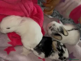 Mini Lop rabbits 3 mini lop bunnies - Advert 1