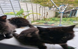 Maine Coon cats for sale: Maincoon x ragdoll  - Image 11