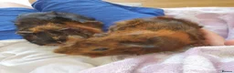 Guinea Pig rodents for sale: Abyssinian Type Boars in Hemel Hempstead - Advert 4