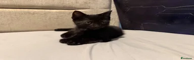 Black Boy