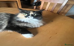 Maine Coon cats for sale: Molly - Image 2