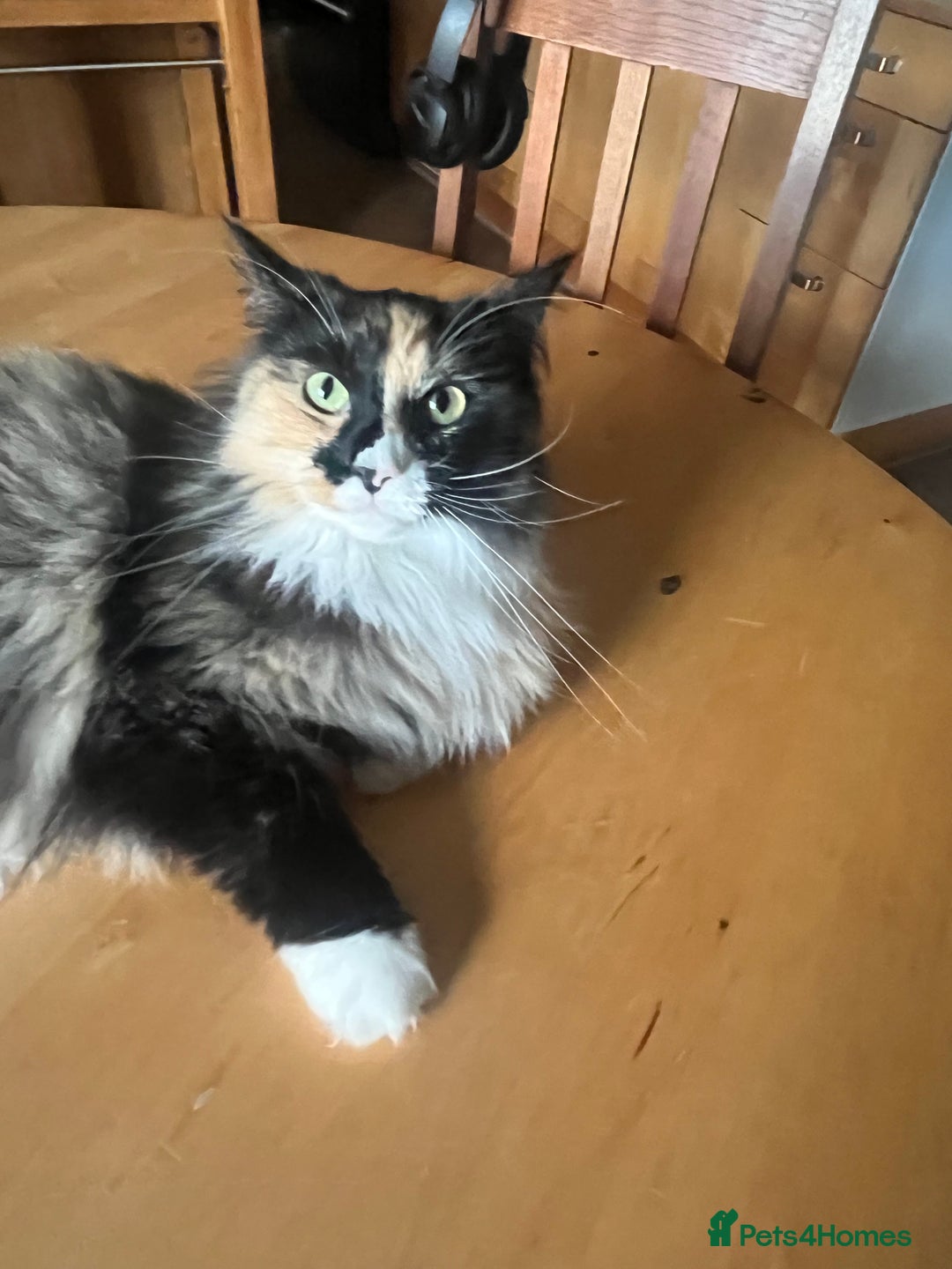Maine Coon cats for sale: Molly - Image 2