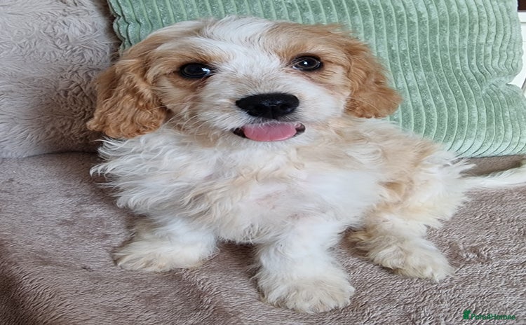 Cavapoo dogs - Advert 9