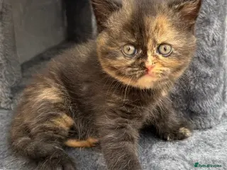 British Shorthair cats 2 British short hair girls GCCF reg - Advert 1