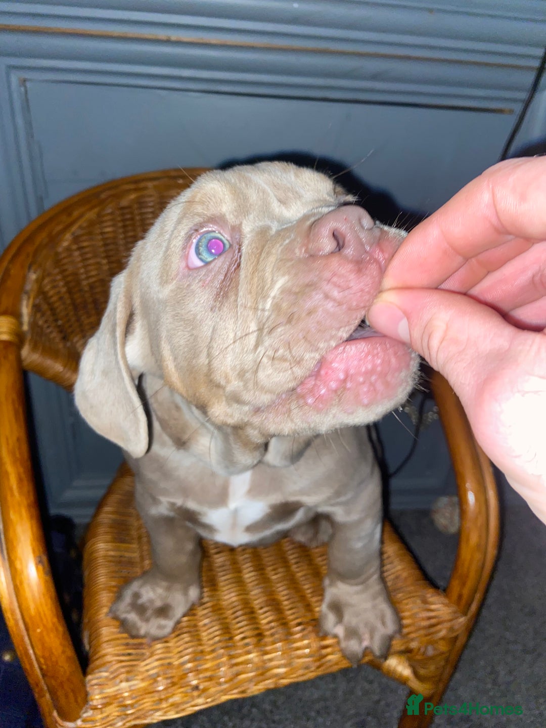 Olde English Bulldogge dogs for sale: Olde English bulldog puppies ready to leave  - Advert 4