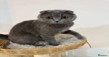 Scottish Fold cats - Advert 8