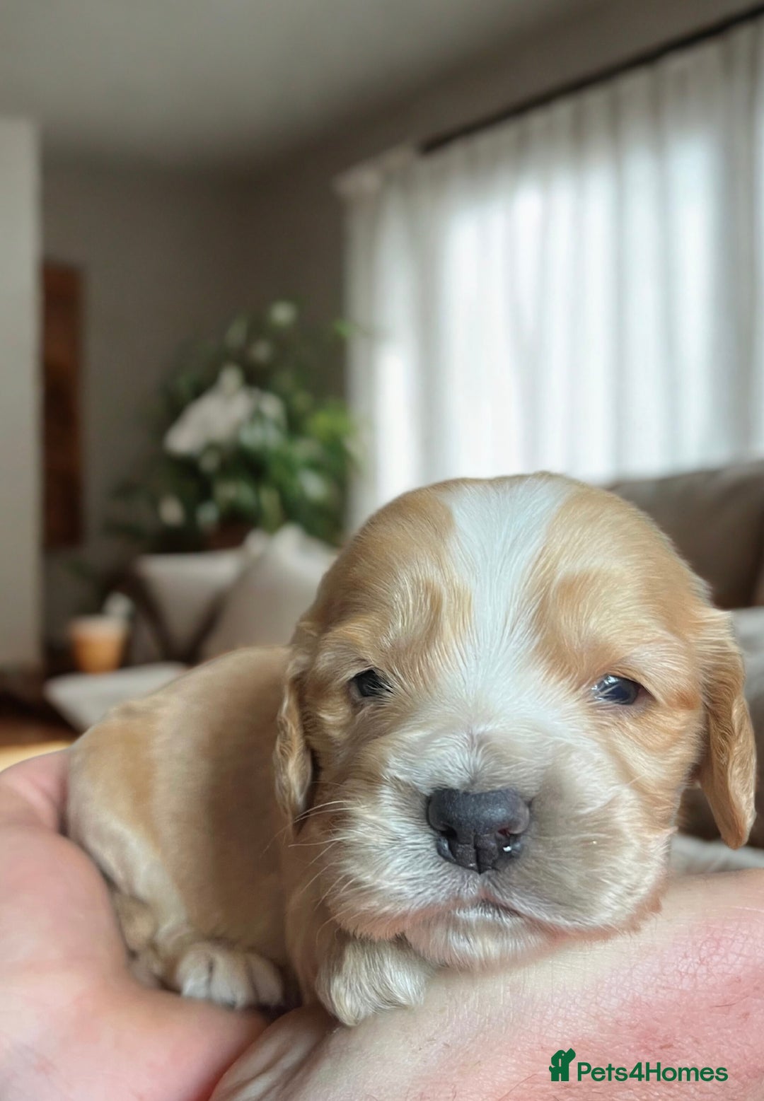 Cockapoo dogs for sale: Beautiful F1 cockapoo puppies  - Advert 5