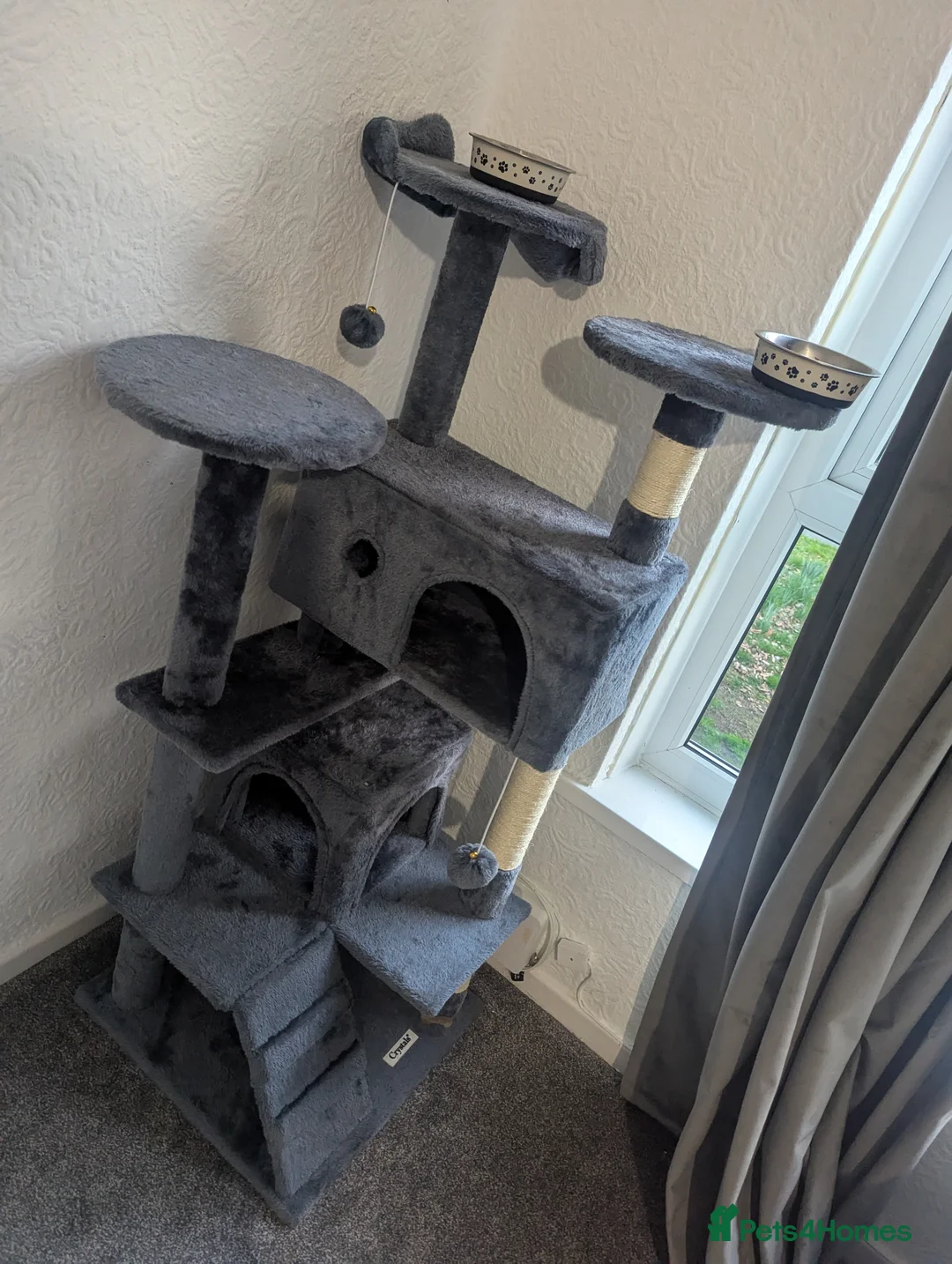 Mixed Breed cats for sale: Best friends looking for a forever home  - Advert 7