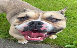 Olde English Bulldogge dogs for sale: Olde English Bulldogge Puppies  - Image 9