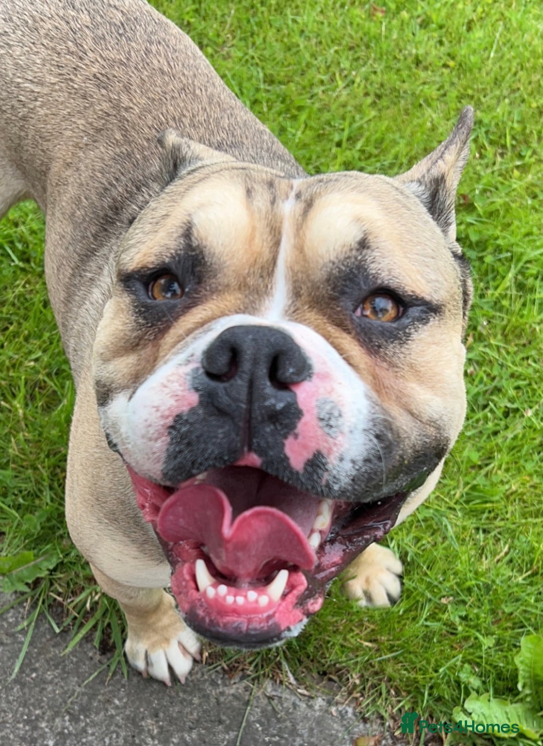Olde English Bulldogge dogs for sale: Olde English Bulldogge Puppies  - Image 9