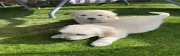 Golden Retriever dogs for sale: Kc golden retrievers  - Advert 24