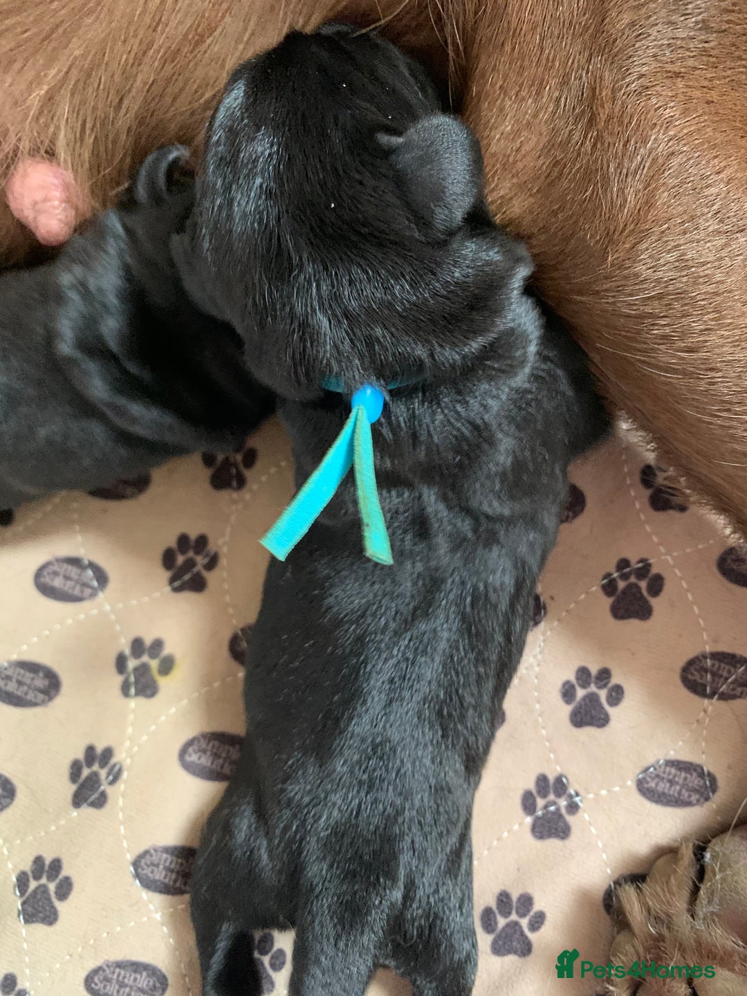 Labrador Retriever dogs for sale: Gentle natured home reared KC Registered Labradors - Image 5