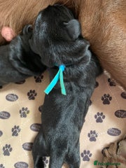 Labrador Retriever Puppy 3