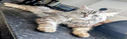 Mixed Breed cats for sale: Maine coon mix - Advert 4