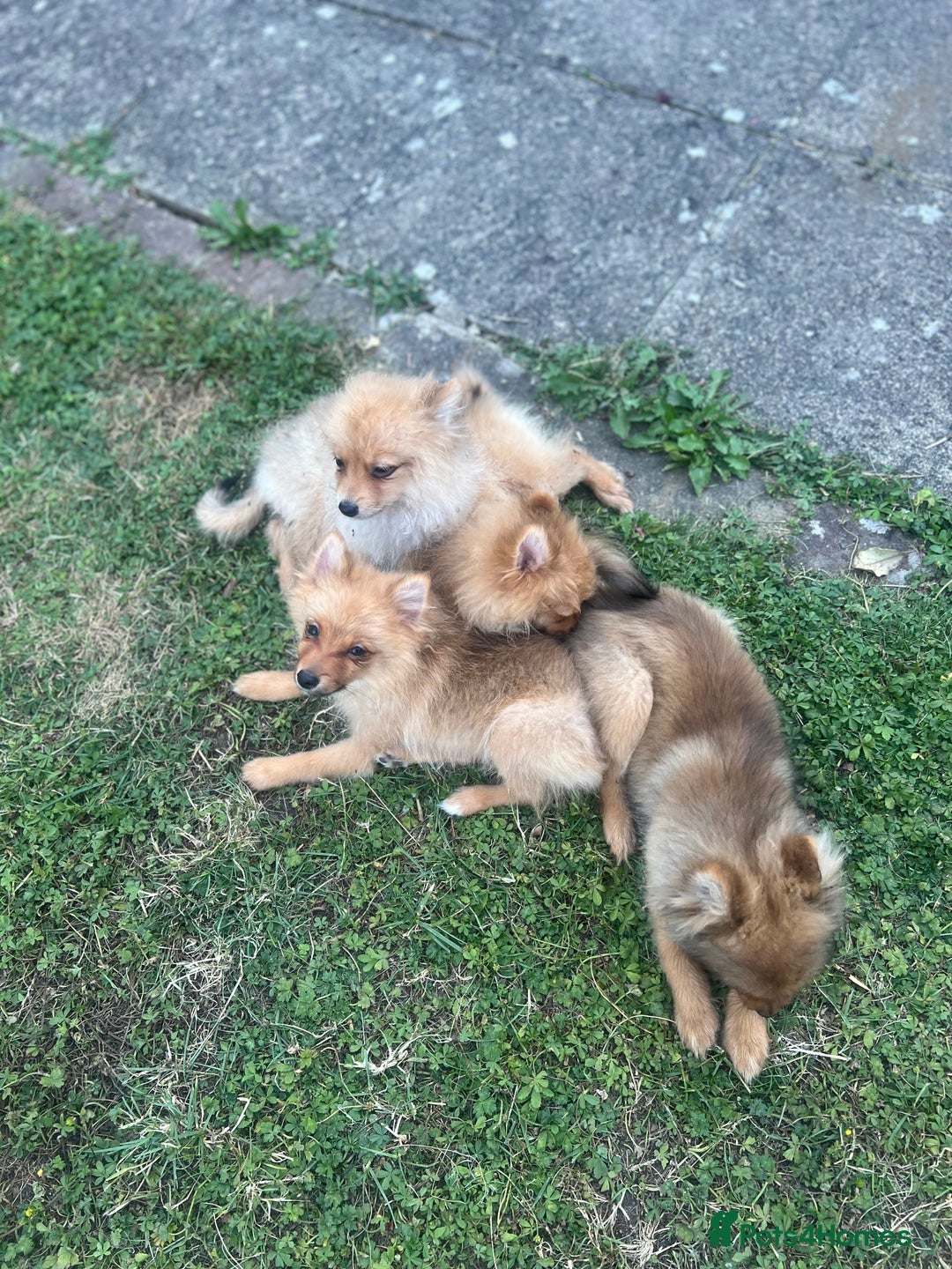 German Spitz dogs for sale: 4x Beautiful German Spitz Pomeranian Puppies  - Image 11