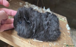 Guinea Pig rodents for sale: Adorable Swiss babies - Image 4