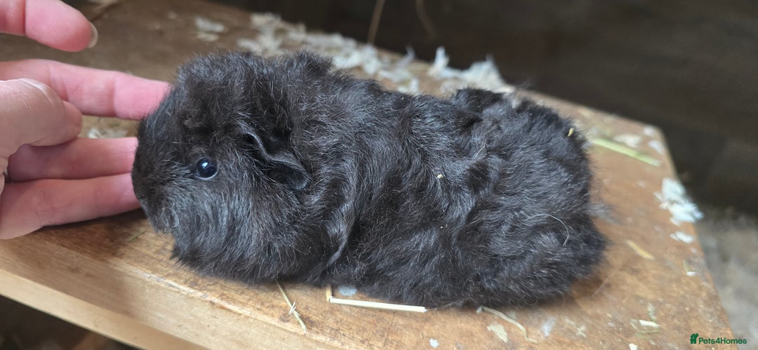 Guinea Pig rodents for sale: Adorable Swiss babies - Image 4