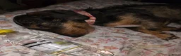 Dachshund dogs for sale: Miyo needs a loving home  in Wolverhampton - Advert 19