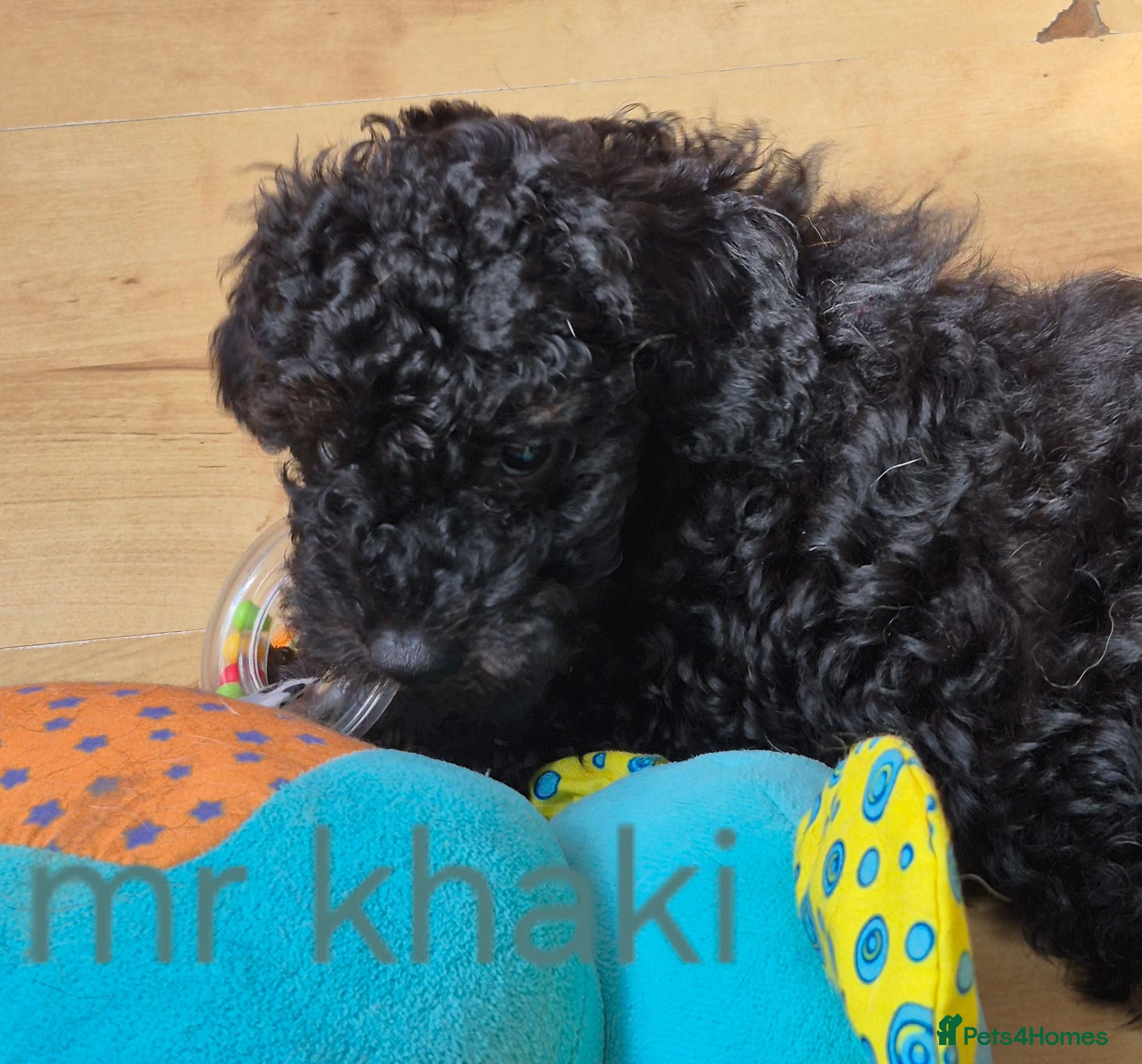 Cavapoo dogs Amazing Miniature cavapoo f1b puppies - Advert 2
