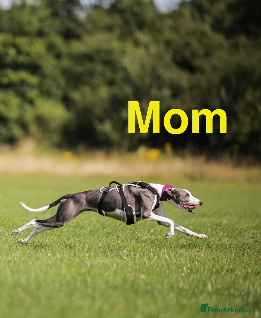 Whippet dogs for sale: LAST GIRL!  Health checked  UNIQUE WHIPPETS  - Advert 17
