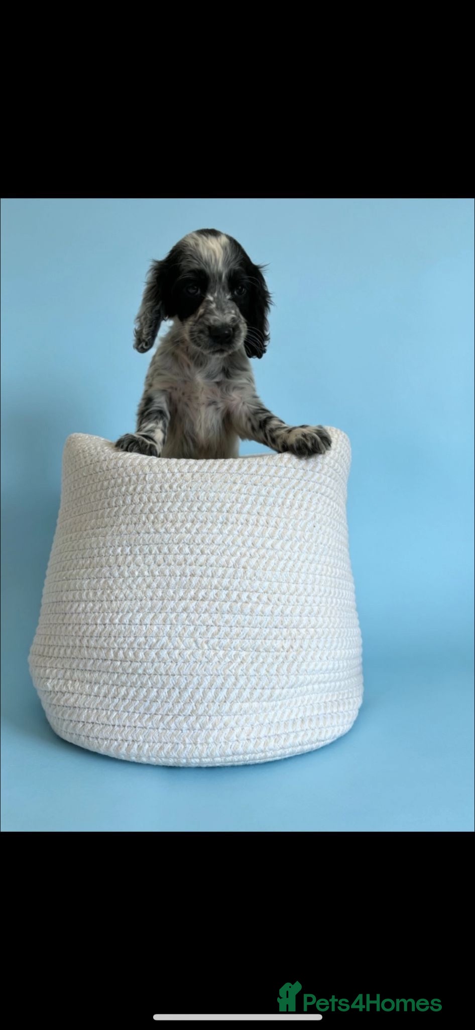 Cocker Spaniel dogs Cockerspaniel puppies  - Advert 1