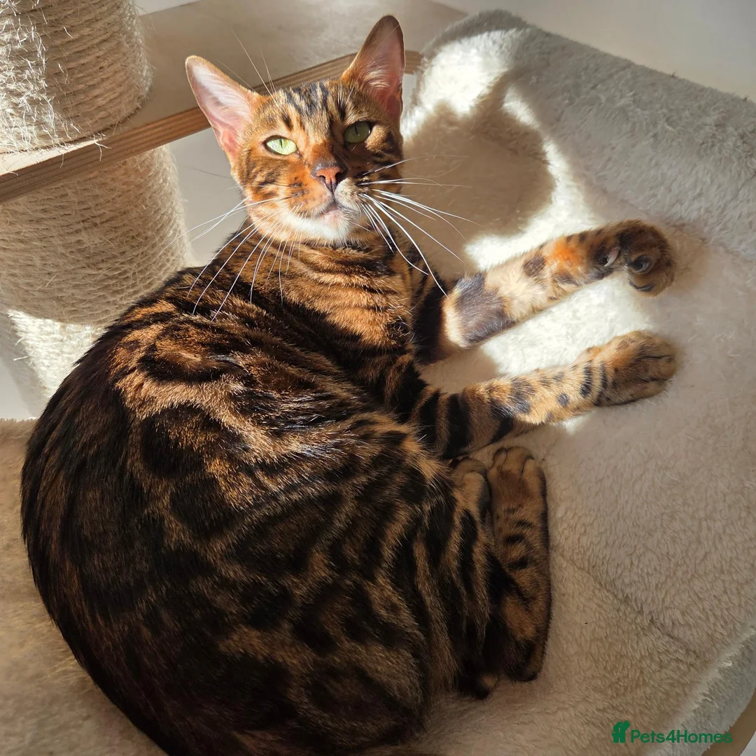 Bengal cats for sale: Beautiful Bengal Female Looking for a Loving Home - Advert 2
