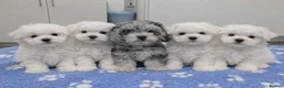 Maltipoo dogs for sale: White plus Merl Maltipoo Puppies  - Advert 2