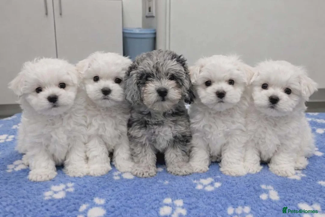 Maltipoo dogs for sale: White plus Merl Maltipoo Puppies  - Advert 2