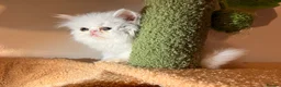 Persian cats for sale: cute Persian kittens looking for a home  in Hounslow - Advert 10