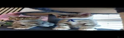 Mixed Breed cats for sale: 3 cute kittens for loving home - Advert 28
