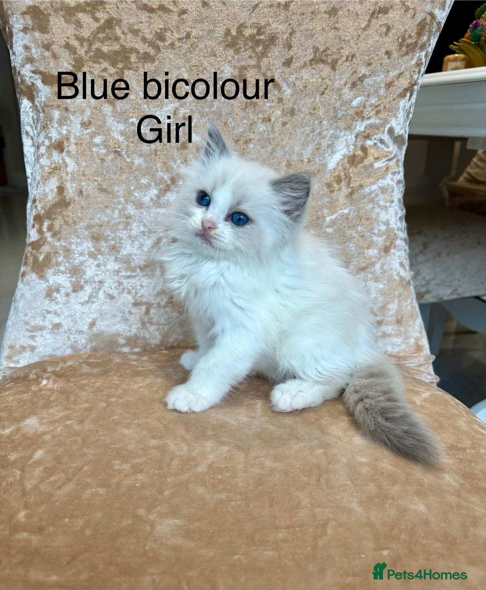 Ragdoll cats Beautiful ragdoll kittens  - Advert 2