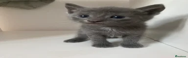 Kitten 7
