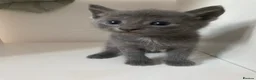 British Shorthair cats for sale: Final British Blue Cross Kitten – Ready NOW! - Advert 9
