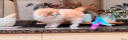 British Longhair cats for sale: Red bi colour boy  - Advert 3