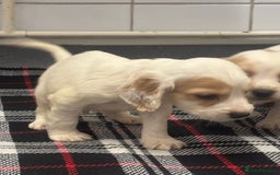 Cocker Spaniel dogs for sale: Adorable Show type cocker spaniel puppy’s  - Image 14