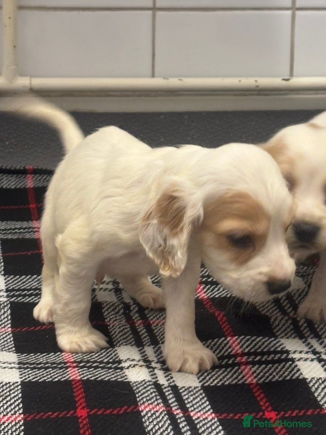 Cocker Spaniel dogs for sale: Adorable Show type cocker spaniel puppy’s  - Image 14
