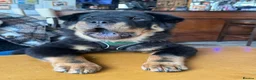 Shar Pei dogs for stud: Bear coat Shar pei in Rainham - Advert 5
