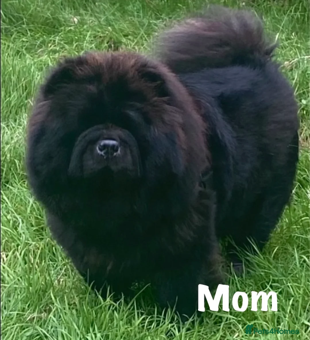 Chow Chow dogs for sale: 🌟QUALITY CHOW CHOW PUPPIES–CHAMPION BLOODLINES🌟 - Advert 15