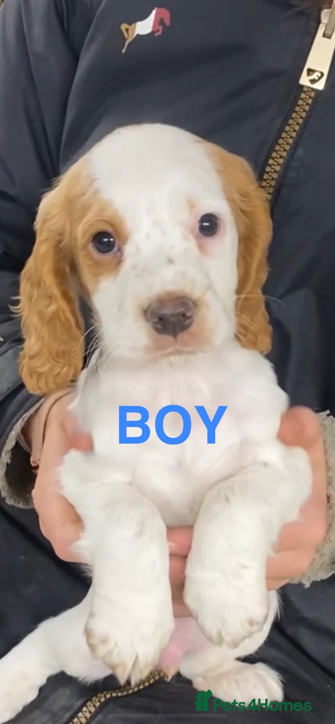 Cocker Spaniel dogs for sale: COCKER SPANIELS Fully Vaccinated Ready Now  - Advert 4