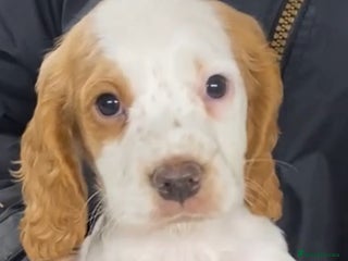 Cocker Spaniel dogs COCKER SPANIELS READY NOW - Advert 1