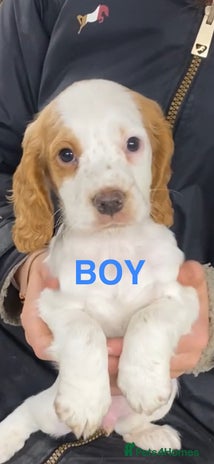 Cocker Spaniel dogs COCKER SPANIELS READY NOW - Advert 2