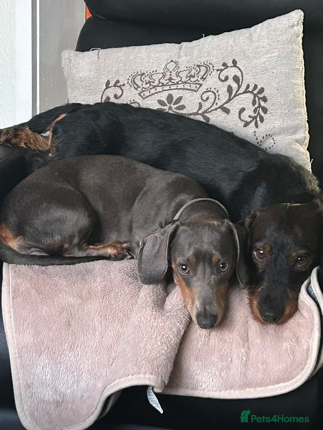 Miniature Dachshund dogs for sale: Miniature Dachshund Puppies - Image 5