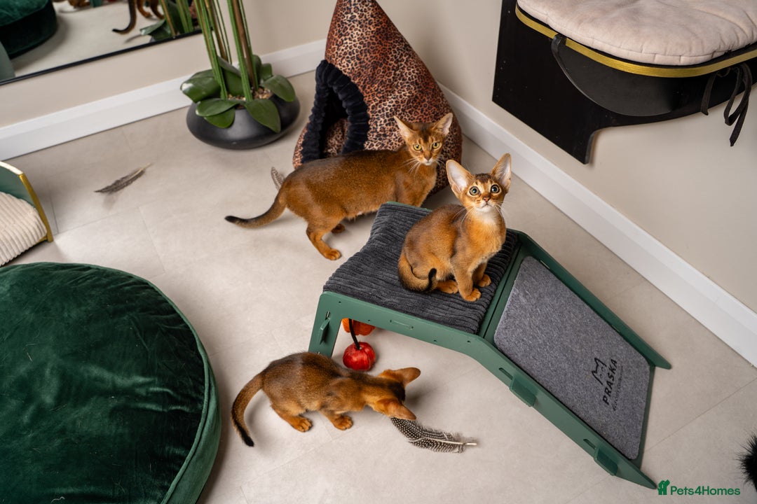 Abyssinian cats for sale: Premium Abyssinian kittens-TICA- Champion Pedigree - Image 40
