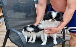 Japanese Chin dogs for sale: female - Image 16