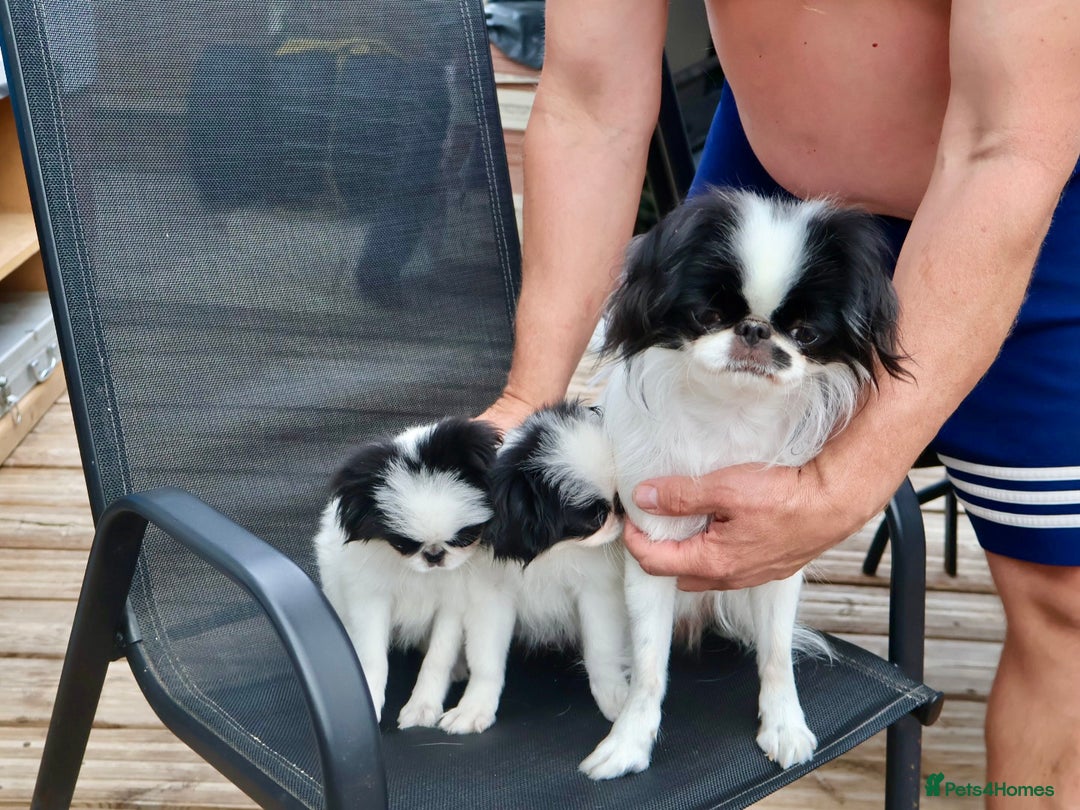 Japanese Chin dogs for sale: female - Image 16